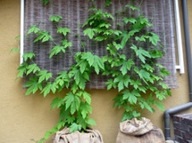 aboutus_green.jpg